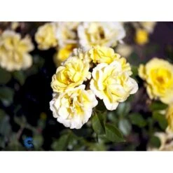 'Golden Eye Cover'® Rosa X 'Golden Eye Cover'® (Bunddækkerose) A-Kvalitet,- Barrods Roser Min. 3 Grene -Osmoz Naturens Butik fi4341 rosa golden eye cover poul n 3e66