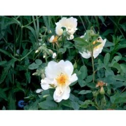 'Golden Wings' Rosa X 'Golden Wings' (Buskrose) A-Kvalitet,- Barrods Roser Min. 3 Grene -Osmoz Naturens Butik fi4346 rosa golden wings 88b0