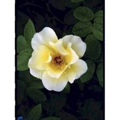 'Golden Wings' Rosa X 'Golden Wings' (Buskrose) A-Kvalitet,- Barrods Roser Min. 3 Grene -Osmoz Naturens Butik fi4346 rosa golden wings a33a