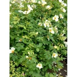 'Golden Wings' Rosa X 'Golden Wings' (Buskrose) A-Kvalitet,- Barrods Roser Min. 3 Grene -Osmoz Naturens Butik fi4346 rosa golden wings a596