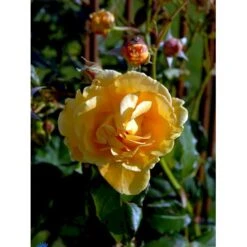 'Goldener Olymp'® Rosa X 'Goldener Olymp'® (Slyngrose) A-Kvalitet,- Barrods Roser Min. 3 Grene -Osmoz Naturens Butik fi4347 rosa goldener olymp 9d3b