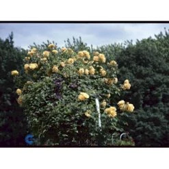 'Goldener Olymp'® Rosa X 'Goldener Olymp'® (Slyngrose) A-Kvalitet,- Barrods Roser Min. 3 Grene -Osmoz Naturens Butik fi4347 rosa goldener olymp e871