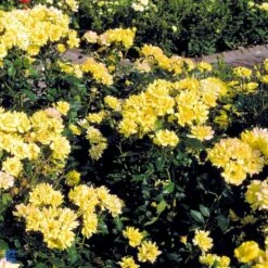 'Goldmarie 82'® Rosa X 'Goldmarie 82'® (Buketrose) A-Kvalitet,- Barrods Roser Min. 3 Grene 24 'Goldmarie 82'® Rosa X 'Goldmarie 82'® (Buketrose) A-Kvalitet,- Barrods Roser Min. 3 Grene -Osmoz Naturens Butik fi4349 rosa goldmarie 82 565f