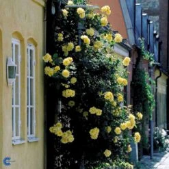 'Goldstern'® Rosa Kordesii 'Goldstern'® (Slyngrose) A-Kvalitet,- Barrods Roser Min. 3 Grene 13 'Goldstern'® Rosa Kordesii 'Goldstern'® (Slyngrose) A-Kvalitet,- Barrods Roser Min. 3 Grene -Osmoz Naturens Butik fi4352 rosa goldstern 3cfe