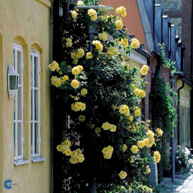 'Goldstern'® Rosa Kordesii 'Goldstern'® (Slyngrose) A-Kvalitet,- Barrods Roser Min. 3 Grene 8 'Goldstern'® Rosa Kordesii 'Goldstern'® (Slyngrose) A-Kvalitet,- Barrods Roser Min. 3 Grene - Billede 6