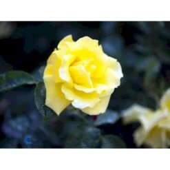 'Goldstern'® Rosa Kordesii 'Goldstern'® (Slyngrose) A-Kvalitet,- Barrods Roser Min. 3 Grene 12 'Goldstern'® Rosa Kordesii 'Goldstern'® (Slyngrose) A-Kvalitet,- Barrods Roser Min. 3 Grene -Osmoz Naturens Butik fi4352 rosa goldstern 6d64