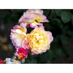 'Gorgeous'™ Rosa X 'Gorgeous'™ (Storblomstrende) A-Kvalitet,- Barrods Roser Min. 3 Grene -Osmoz Naturens Butik fi4353 rosa gorgeous poulpmt009 n e22e