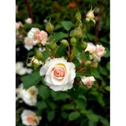 'Grace'™ Rosa X 'Grace'™ (Engelsk Rose) A-Kvalitet,- Barrods Roser Min. 3 Grene -Osmoz Naturens Butik fi4355 rosa grace auskeppy 71fd