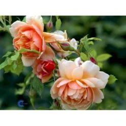 'Grace'™ Rosa X 'Grace'™ (Engelsk Rose) A-Kvalitet,- Barrods Roser Min. 3 Grene -Osmoz Naturens Butik fi4355 rosa grace auskeppy 7c6e