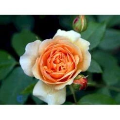 'Grace'™ Rosa X 'Grace'™ (Engelsk Rose) A-Kvalitet,- Barrods Roser Min. 3 Grene -Osmoz Naturens Butik fi4355 rosa grace auskeppy 82e9