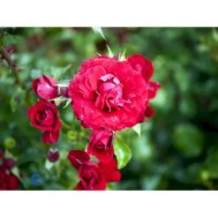 'Grand Award'™ Rosa X 'Grand Award'™ (Slyngrose) A-Kvalitet,- Barrods Roser Min. 3 Grene -Osmoz Naturens Butik fi4360 rosa grand award tm poulcy014 n ec7e