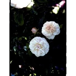 'Gruss An Aachen' Rosa X 'Gruss An Aachen' (Storblomstrende) A-Kvalitet,- Barrods Roser Min. 3 Grene -Osmoz Naturens Butik fi4372 rosa gruss an aachen 9b74