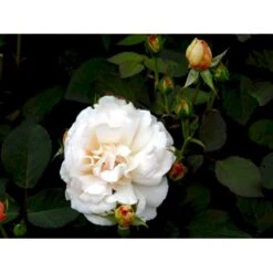 'Gruss An Aachen' Rosa X 'Gruss An Aachen' (Storblomstrende) A-Kvalitet,- Barrods Roser Min. 3 Grene -Osmoz Naturens Butik fi4372 rosa gruss an aachen a539