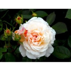 'Gruss An Aachen' Rosa X 'Gruss An Aachen' (Storblomstrende) A-Kvalitet,- Barrods Roser Min. 3 Grene -Osmoz Naturens Butik fi4372 rosa gruss an aachen c2f3