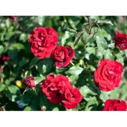 'H.C. Andersen'™ Rosa X 'H.C. Andersen'™ (Buketrose) A-Kvalitet,- Barrods Roser Min. 3 Grene -Osmoz Naturens Butik fi4379 rosa h c andersen poulander 1b22