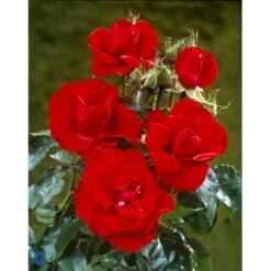 'H.C. Andersen'™ Rosa X 'H.C. Andersen'™ (Buketrose) A-Kvalitet,- Barrods Roser Min. 3 Grene -Osmoz Naturens Butik fi4379 rosa h c andersen poulander 20be
