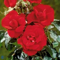'H.C. Andersen'™ Rosa X 'H.C. Andersen'™ (Buketrose) A-Kvalitet,- Barrods Roser Min. 3 Grene -Osmoz Naturens Butik fi4379 rosa h c andersen poulander 8f98