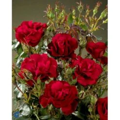 'H.C. Andersen'™ Rosa X 'H.C. Andersen'™ (Buketrose) A-Kvalitet,- Barrods Roser Min. 3 Grene -Osmoz Naturens Butik fi4379 rosa h c andersen poulander 92c5