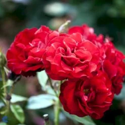 'H.C. Andersen'™ Rosa X 'H.C. Andersen'™ (Buketrose) A-Kvalitet,- Barrods Roser Min. 3 Grene -Osmoz Naturens Butik fi4379 rosa h c andersen poulander a6df