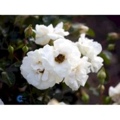 'Hampton™ Palace®' Rosa X 'Hampton™ Palace®' (Palacerose) A-Kvalitet,- Barrods Roser Min. 3 Grene -Osmoz Naturens Butik fi4384 rosa hampton poulgret n 70d4