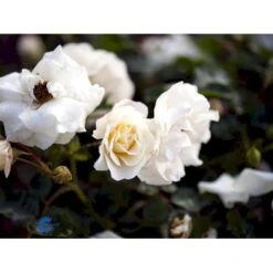 'Hampton™ Palace®' Rosa X 'Hampton™ Palace®' (Palacerose) A-Kvalitet,- Barrods Roser Min. 3 Grene -Osmoz Naturens Butik fi4384 rosa hampton poulgret n b3bb