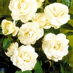 'Hampton™ Palace®' Rosa X 'Hampton™ Palace®' (Palacerose) A-Kvalitet,- Barrods Roser Min. 3 Grene -Osmoz Naturens Butik fi4384 rosa hampton poulgret n d93a