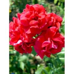 'Hanne' Rosa X 'Hanne' (Storblomstrende) A-Kvalitet,- Barrods Roser Min. 3 Grene -Osmoz Naturens Butik fi4386 rosa hanne 1268