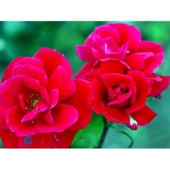 'Hanne' Rosa X 'Hanne' (Storblomstrende) A-Kvalitet,- Barrods Roser Min. 3 Grene -Osmoz Naturens Butik fi4386 rosa hanne 2f0b
