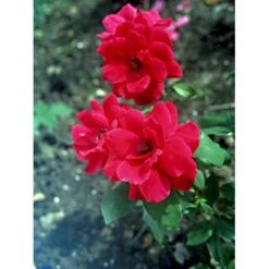 'Hanne' Rosa X 'Hanne' (Storblomstrende) A-Kvalitet,- Barrods Roser Min. 3 Grene -Osmoz Naturens Butik fi4386 rosa hanne f6e5