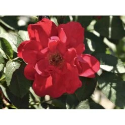 Rynket Rose 'Hansaland'® Rosa Rugosa 'Hansaland'® A-Kvalitet,- Barrods Roser Min. 3 Grene -Osmoz Naturens Butik fi4389 rosa hansaland 4802