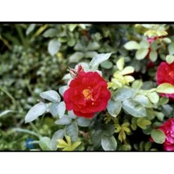 Rynket Rose 'Hansaland'® Rosa Rugosa 'Hansaland'® A-Kvalitet,- Barrods Roser Min. 3 Grene -Osmoz Naturens Butik fi4389 rosa hansaland 6d3b