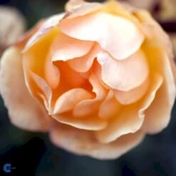 'Hansestadt Rostock'® Rosa X 'Hansestadt Rostock'® (Buketrose) A-Kvalitet,- Barrods Roser Min. 3 Grene -Osmoz Naturens Butik fi4390 rosa hansastadt rostock 3d85