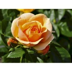 'Hansestadt Rostock'® Rosa X 'Hansestadt Rostock'® (Buketrose) A-Kvalitet,- Barrods Roser Min. 3 Grene -Osmoz Naturens Butik fi4390 rosa hansastadt rostock 586b