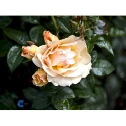 'Hansestadt Rostock'® Rosa X 'Hansestadt Rostock'® (Buketrose) A-Kvalitet,- Barrods Roser Min. 3 Grene -Osmoz Naturens Butik fi4390 rosa hansastadt rostock d751
