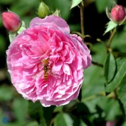 'Harlow Carr' Rosa X 'Harlow Carr' (Engelsk Rose) A-Kvalitet,- Barrods Roser Min. 3 Grene -Osmoz Naturens Butik fi4396 rosa harlow carr aushouse 022c