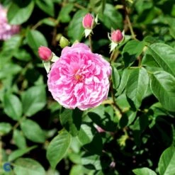 'Harlow Carr' Rosa X 'Harlow Carr' (Engelsk Rose) A-Kvalitet,- Barrods Roser Min. 3 Grene -Osmoz Naturens Butik fi4396 rosa harlow carr aushouse 3119