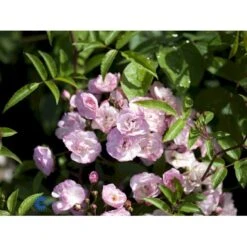 'Heavenly Pink' Rosa X 'Heavenly Pink' (Buskrose) A-Kvalitet,- Barrods Roser Min. 3 Grene -Osmoz Naturens Butik fi4407 rosa heavenly pink 5886