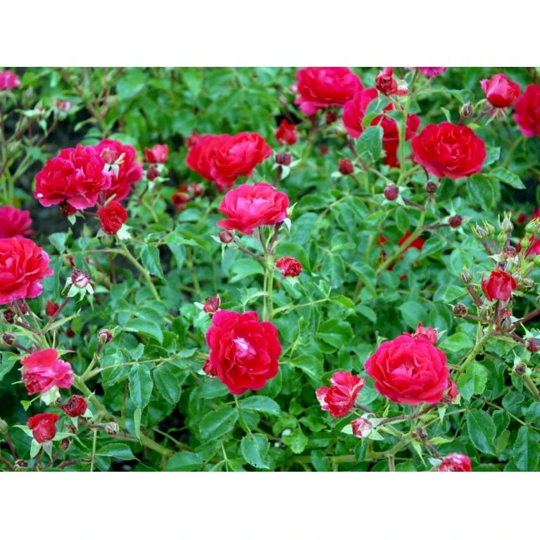 Bunddækkende Rose Rosa 'Heidefeuer®' 3,0 Liter Potte 5 Bunddækkende Rose Rosa 'Heidefeuer®' 3,0 Liter Potte - Billede 3