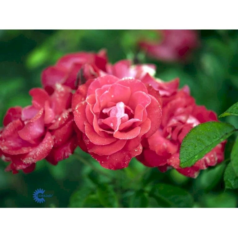 'Heidelberg'® Rosa Kordesii 'Heidelberg'® (Slyngrose) A-Kvalitet,- Barrods Roser Min. 3 Grene 7 'Heidelberg'® Rosa Kordesii 'Heidelberg'® (Slyngrose) A-Kvalitet,- Barrods Roser Min. 3 Grene - Billede 5