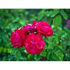 'Heidelberg'® Rosa Kordesii 'Heidelberg'® (Slyngrose) A-Kvalitet,- Barrods Roser Min. 3 Grene 14 'Heidelberg'® Rosa Kordesii 'Heidelberg'® (Slyngrose) A-Kvalitet,- Barrods Roser Min. 3 Grene -Osmoz Naturens Butik fi4412 rosa heidelberg 552b