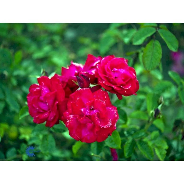 'Heidelberg'® Rosa Kordesii 'Heidelberg'® (Slyngrose) A-Kvalitet,- Barrods Roser Min. 3 Grene 8 'Heidelberg'® Rosa Kordesii 'Heidelberg'® (Slyngrose) A-Kvalitet,- Barrods Roser Min. 3 Grene - Billede 6