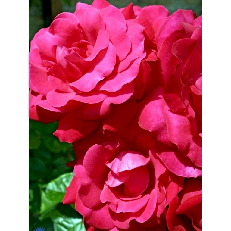 'Heidelberg'® Rosa Kordesii 'Heidelberg'® (Slyngrose) A-Kvalitet,- Barrods Roser Min. 3 Grene 9 'Heidelberg'® Rosa Kordesii 'Heidelberg'® (Slyngrose) A-Kvalitet,- Barrods Roser Min. 3 Grene - Billede 7