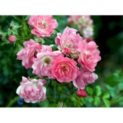'Heidetraum' Rosa X 'Heidetraum' (Bunddækkerose) A-Kvalitet,- Barrods Roser Min. 3 Grene -Osmoz Naturens Butik fi4415 rosa heidetraum 3edb