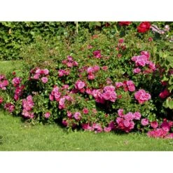 'Heidetraum' Rosa X 'Heidetraum' (Bunddækkerose) A-Kvalitet,- Barrods Roser Min. 3 Grene -Osmoz Naturens Butik fi4415 rosa heidetraum 73a3