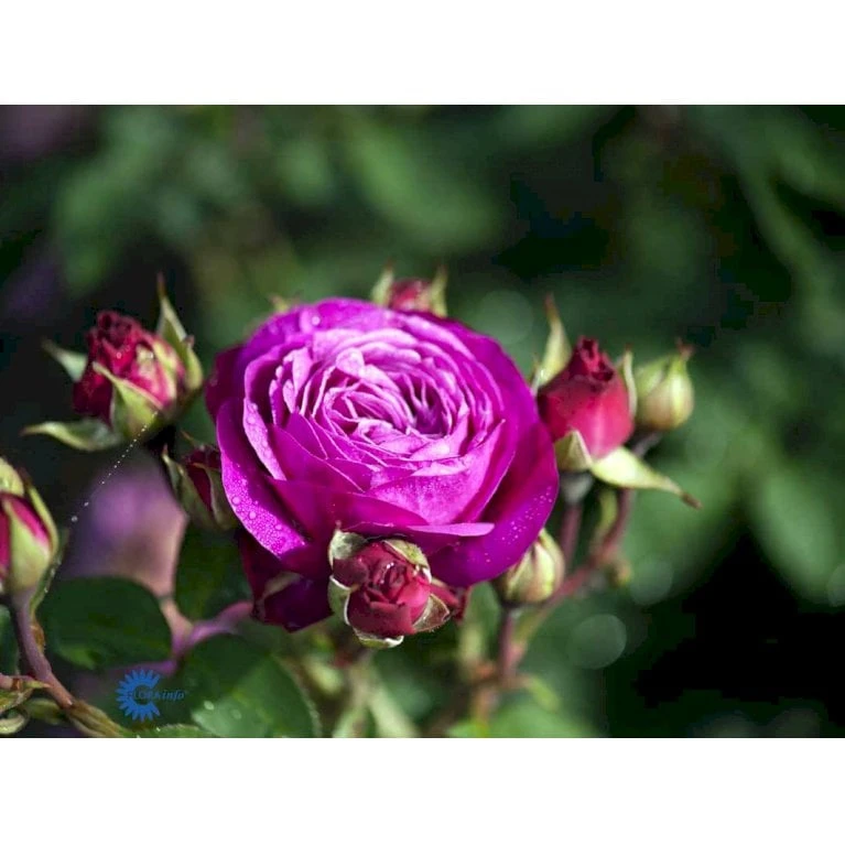 'Heidi Klum® Rose' Rosa X 'Heidi Klum® Rose' (Storblomstrende) A-Kvalitet,- Barrods Roser Min. 3 Grene 8 'Heidi Klum® Rose' Rosa X 'Heidi Klum® Rose' (Storblomstrende) A-Kvalitet,- Barrods Roser Min. 3 Grene - Billede 6