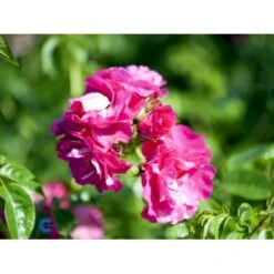 'Henry Kelsey' Rosa Kordesii 'Henry Kelsey' (Slyngrose) A-Kvalitet,- Barrods Roser Min. 3 Grene 7 'Henry Kelsey' Rosa Kordesii 'Henry Kelsey' (Slyngrose) A-Kvalitet,- Barrods Roser Min. 3 Grene -Osmoz Naturens Butik fi4423 rosa henry kelsey b5f1