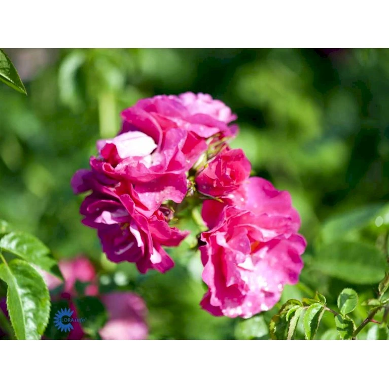 'Henry Kelsey' Rosa Kordesii 'Henry Kelsey' (Slyngrose) A-Kvalitet,- Barrods Roser Min. 3 Grene 5 'Henry Kelsey' Rosa Kordesii 'Henry Kelsey' (Slyngrose) A-Kvalitet,- Barrods Roser Min. 3 Grene - Billede 3