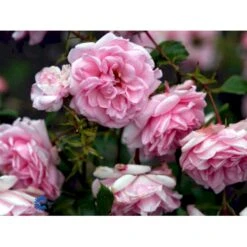 'Home And Garden'® Rosa X 'Home And Garden'® (Buketrose) A-Kvalitet,- Barrods Roser Min. 3 Grene -Osmoz Naturens Butik fi4431 rosa home garden d201