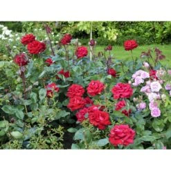'Ingrid Bergman'® Rosa X 'Ingrid Bergman'® (Storblomstrende) A-Kvalitet,- Barrods Roser Min. 3 Grene -Osmoz Naturens Butik fi4449 rosa ingrid bergman poulman n 60e3