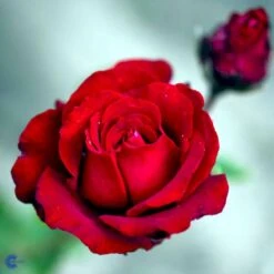 'Ingrid Bergman'® Rosa X 'Ingrid Bergman'® (Storblomstrende) A-Kvalitet,- Barrods Roser Min. 3 Grene -Osmoz Naturens Butik fi4449 rosa ingrid bergman poulman n ed62